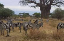 Arusha: 1 - Day Classic Safari to Tarangire National Park