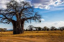 3 Days Mid-range Safari - Lake Manyara ,Tarangirie Park & Ngorongoro Crater