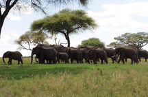 Arusha: 1 - Day Classic Safari to Tarangire National Park