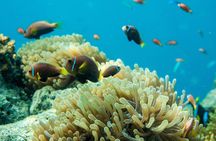 Snorkeling in Dhiffushi