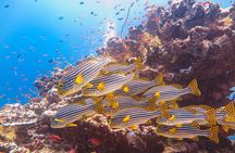 Snorkeling in Dhiffushi