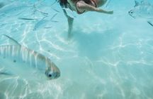 Snorkeling in Dhiffushi