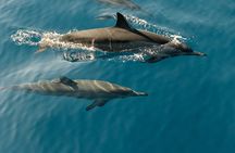 Dolphin Cruise in Dhiffushi
