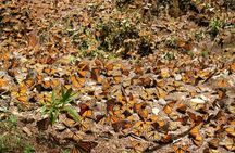 Monarch Butterfly from Morelia Michoacan