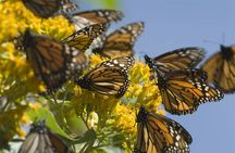 Monarch Butterfly from Morelia Michoacan