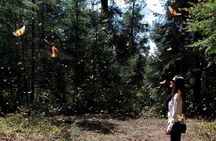 Monarch Butterfly from Morelia Michoacan