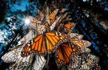 Monarch Butterfly from Morelia Michoacan