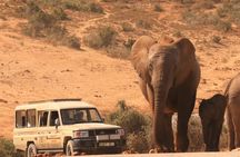 Addo Elephant National Park and Sunset River Cruise - FD04