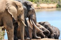 Addo Elephant National Park and Sunset River Cruise - FD04