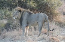 1-day Tanzania small group sharing safari - Manyara N.P
