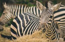 1-day Tanzania small group sharing safari - Manyara N.P