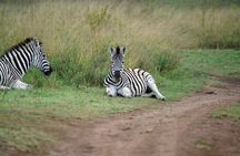 1-day Tanzania small group sharing safari - Manyara N.P