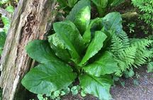 2 Hour Alaska Rainforest Walk and Totem Park Small Group Tour