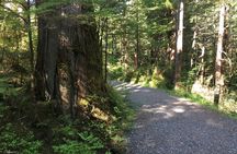 2 Hour Alaska Rainforest Walk and Totem Park Small Group Tour