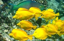 Captain Cook Snorkeling Cruise | Departs from Honokohau Harbor