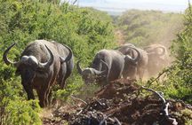 Shore Excursion Cruise Ships Port Elizabeth, Addo Elephant Park 