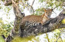 Wilpattu National Park Private Safari