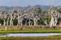 Wilpattu National Park Private Safari