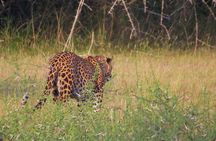 Wilpattu National Park Safari with Naturalist