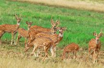 Minneriya National Park Private Safari from Habarana
