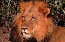 Pilanesberg Wildlife Safari