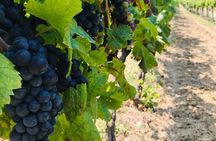 PRIVATE Wine Tour to Konavle country side
