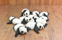 Private Tour: Chengdu Panda Breeding and Research Center Tour