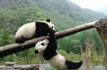 Private Tour: Chengdu Panda Breeding and Research Center Tour