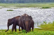 Lunugamvehera National Park Private Safari