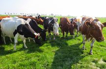 Countryside of Amsterdam Private tour