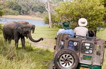 Wild Elephant Safari in Minneriya National Park