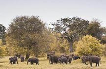 The Great Elephant Gathering Private Safari from Minneriya