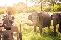 Wild Elephant Safari in Minneriya National Park