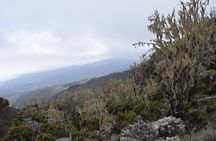 Mt. Kilimanjaro 5 Days Trek - Marangu Route