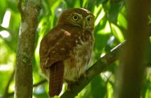 Bird Watching in Sian Ka´an Muyil