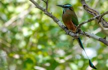 Bird Watching in Sian Ka´an Muyil
