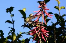 Bird Watching in Sian Ka´an Muyil