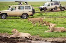 3 Days Mid-range Safari - Lake Manyara ,Tarangirie Park & Ngorongoro Crater