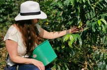 Coffee Farm & ATVs Private Tour in Medellin: Stunning Views & Fun