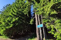 Private Mountain Biking in Vitosha from Sofia