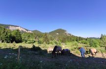 Private Horse Riding in Rhodope Mountains from Plovdiv