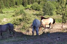 Private 2-Day Horseback Riding in Rhodope Mountains from Plovdiv