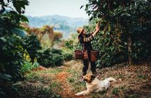 Chiang Rai Walking Tour: Golden Triangle & Doi Tung