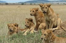 4 Days Best of Tanzania Safari Tour - Big five Experience
