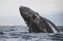 Private Tour : Hermanus Whale Watching and Wine