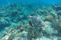 Roatan Horseback and Glass bottom boat Tour