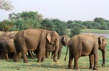 Maduru Oya National Park Private Safari with Naturalist
