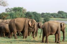 Maduru Oya National Park Private Safari
