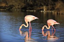 Electric bike excursion in Camargue