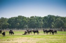 Electric bike excursion in Camargue